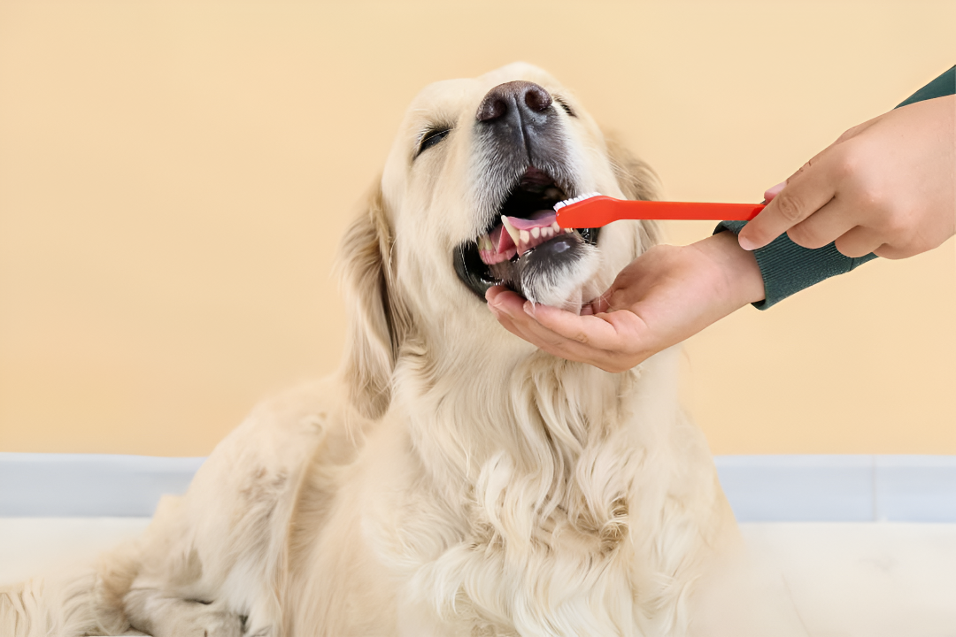 Essential Supplies for Everyday Pet Care