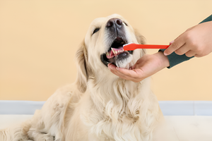 Essential Supplies for Everyday Pet Care
