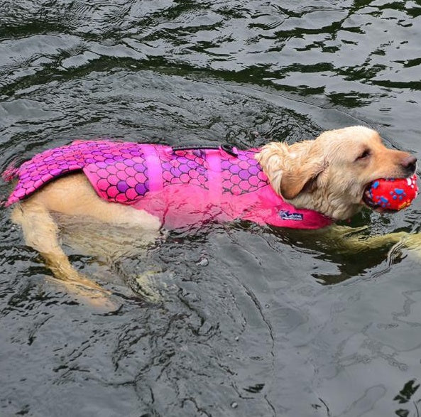 Pet rescue kits transform pet life jackets