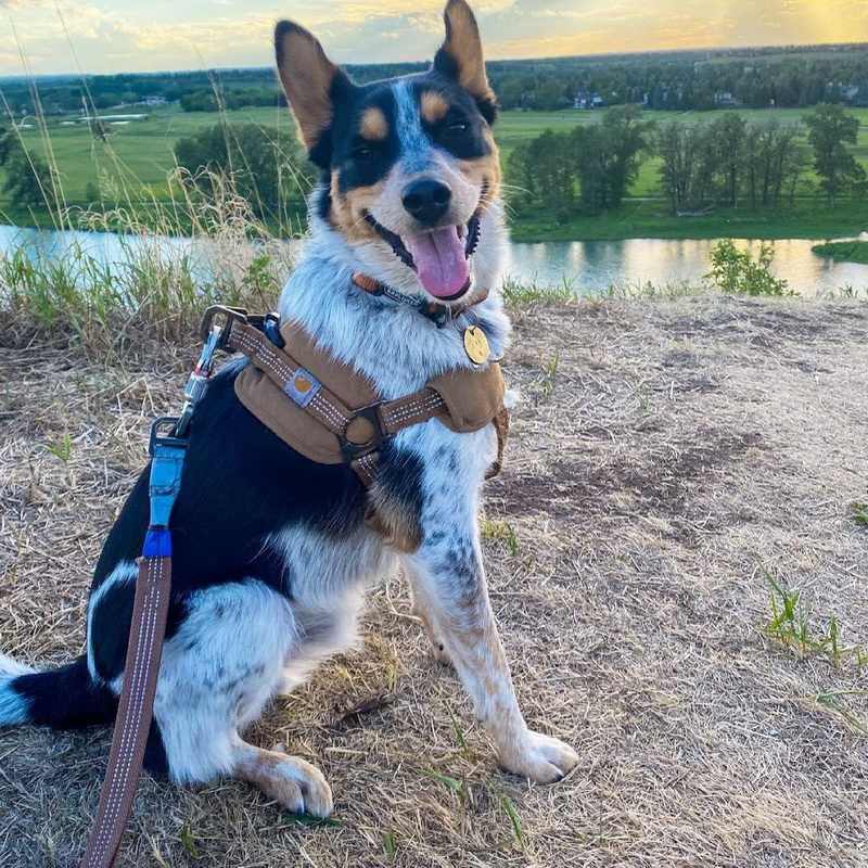 Tooling Chest Strap Dog Safety Training Belt