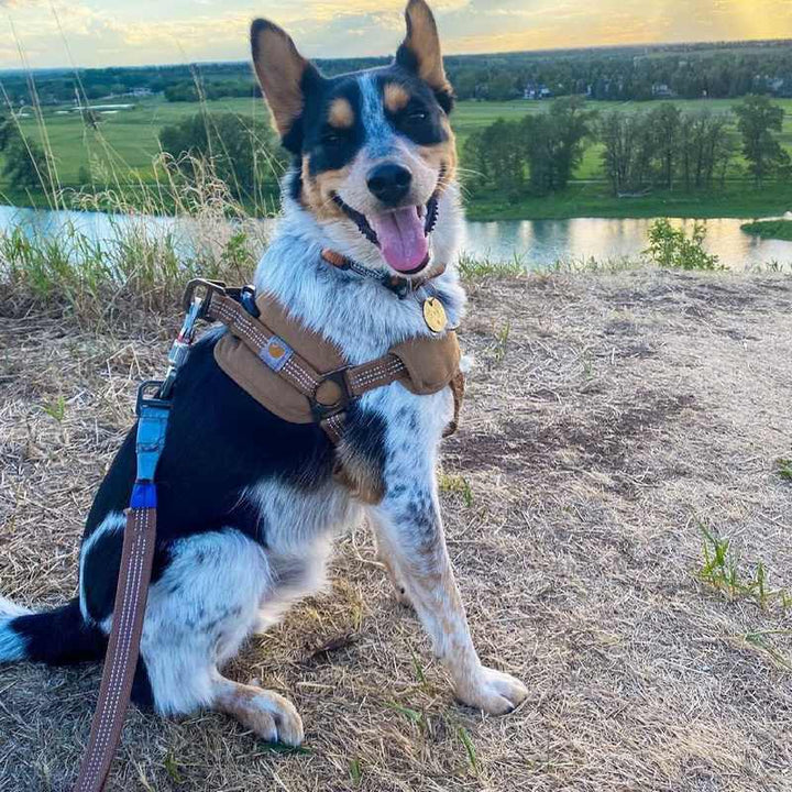 Tooling Chest Strap Dog Safety Training Belt