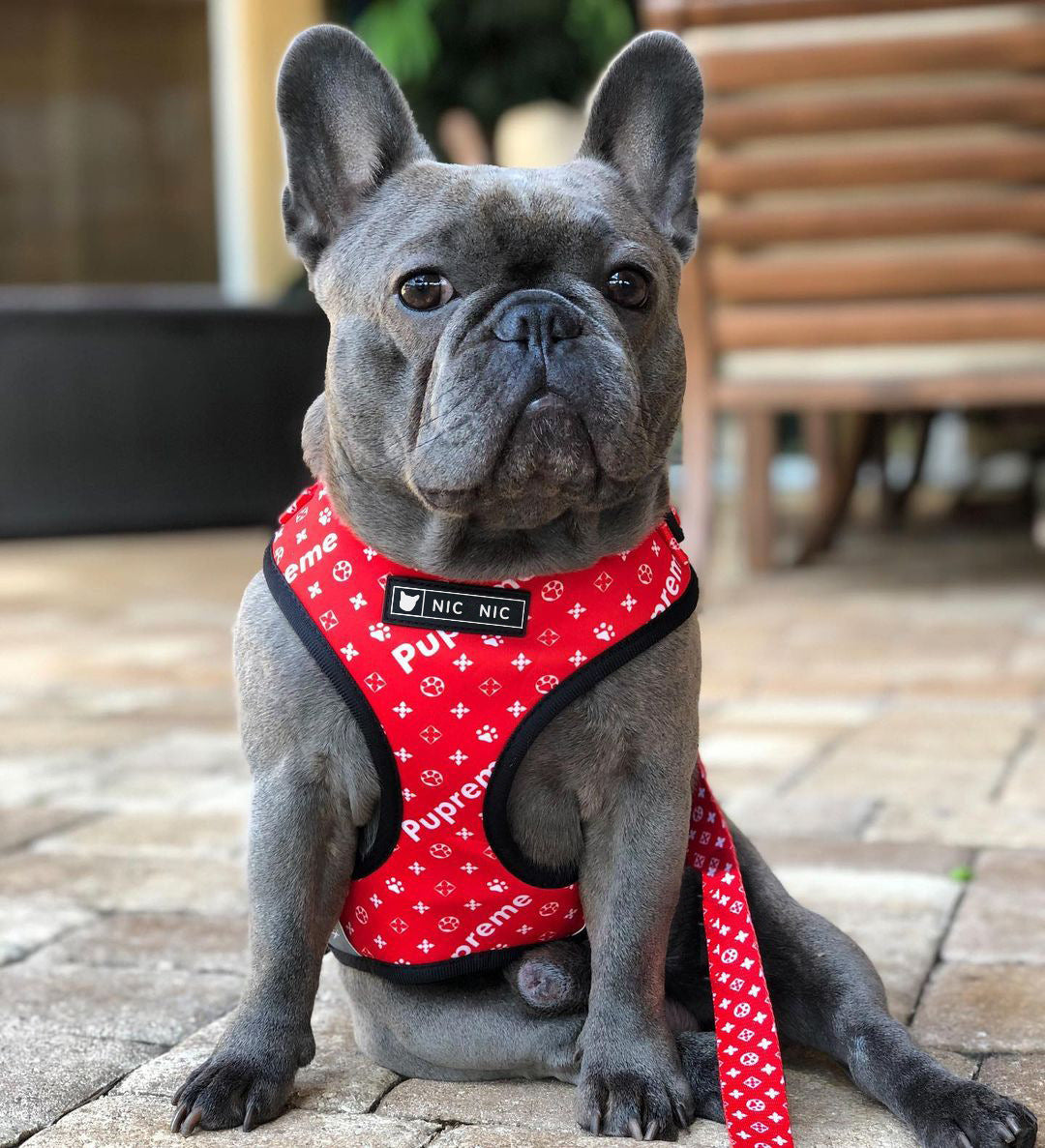 Dog Mesh Chest Leash