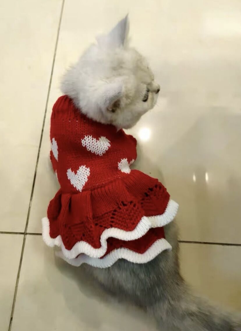 Warm Sweater Cat Christmas