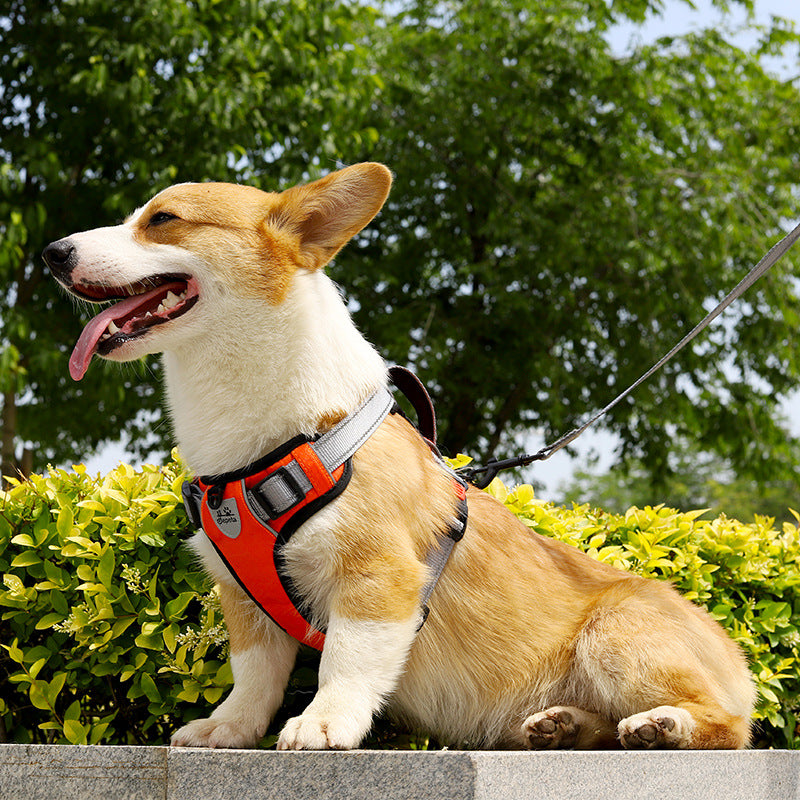 Dog Hand Holding Rope Vest Dog Chest Strap