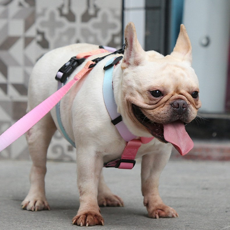 Gradient Color For Pet Chest Straps