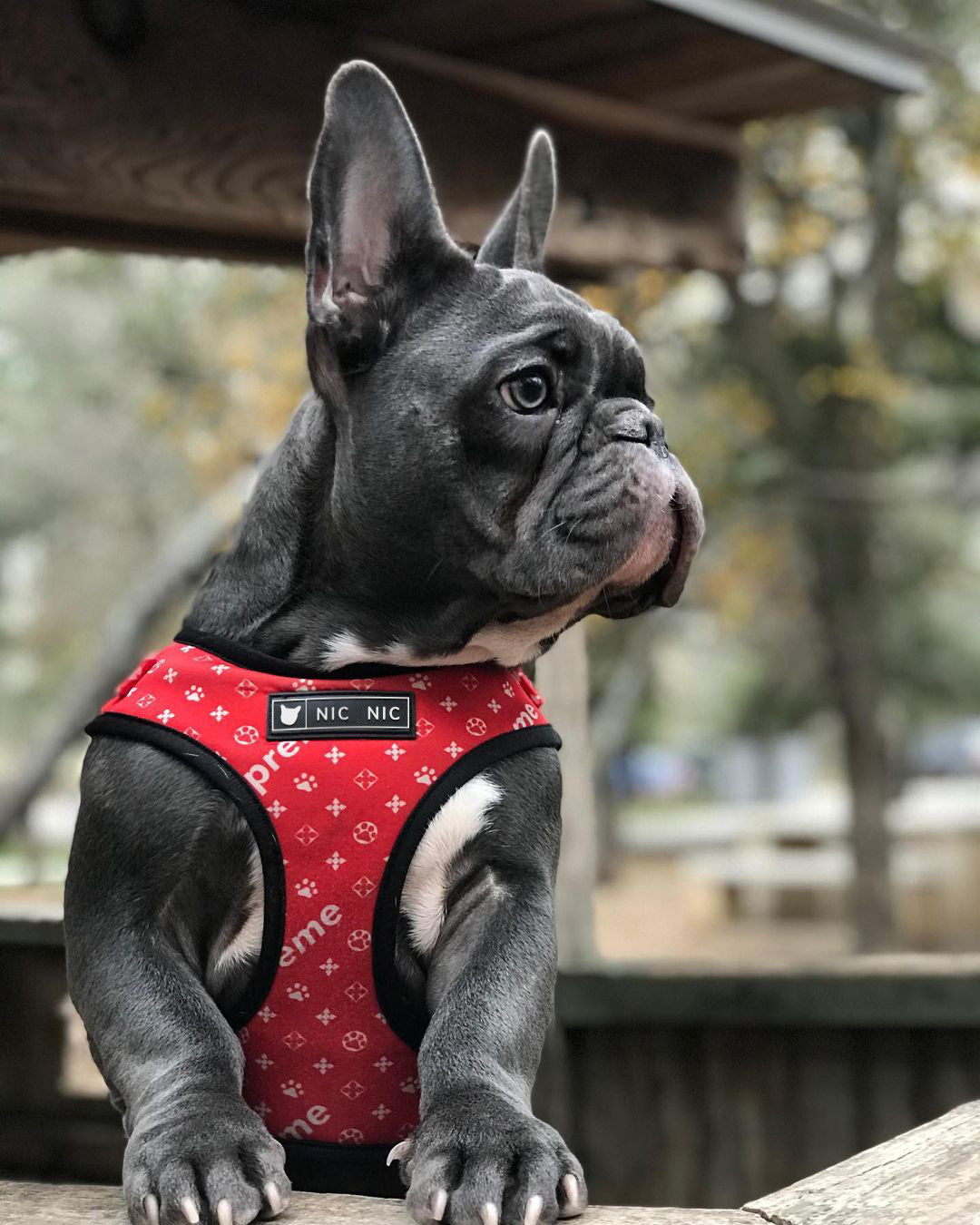 Dog Mesh Chest Leash