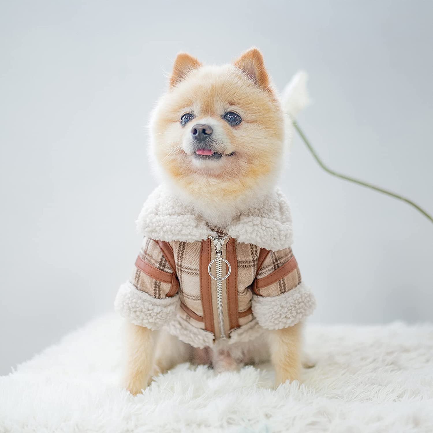 Pet Clothes Autumn